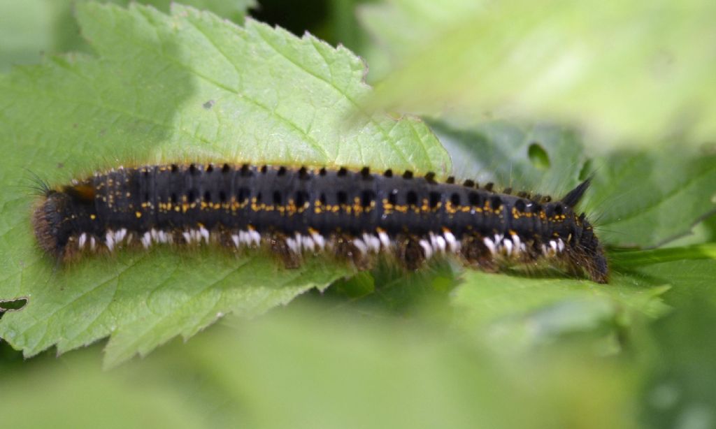 Larva di Euthrix potatoria, Lasiocampidae